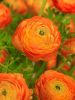 Ranunculus orange