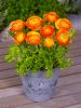 Ranunculus orange