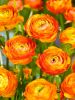 Ranunculus orange