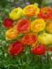 Ranunculus picotee orange