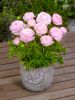 Ranunculus pink