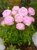 Ranunculus pink