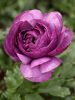 Ranunculus violet