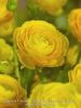 Ranunculus yellow tomer for pot