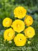 Ranunculus geel