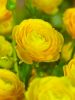 Ranunculus jaune