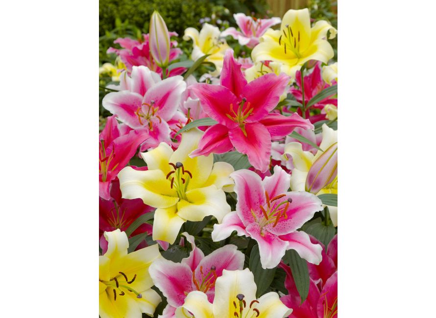 Buy Lilies ORIENTAL MIXED flower bulbs online | Green Garden Flower bulbs