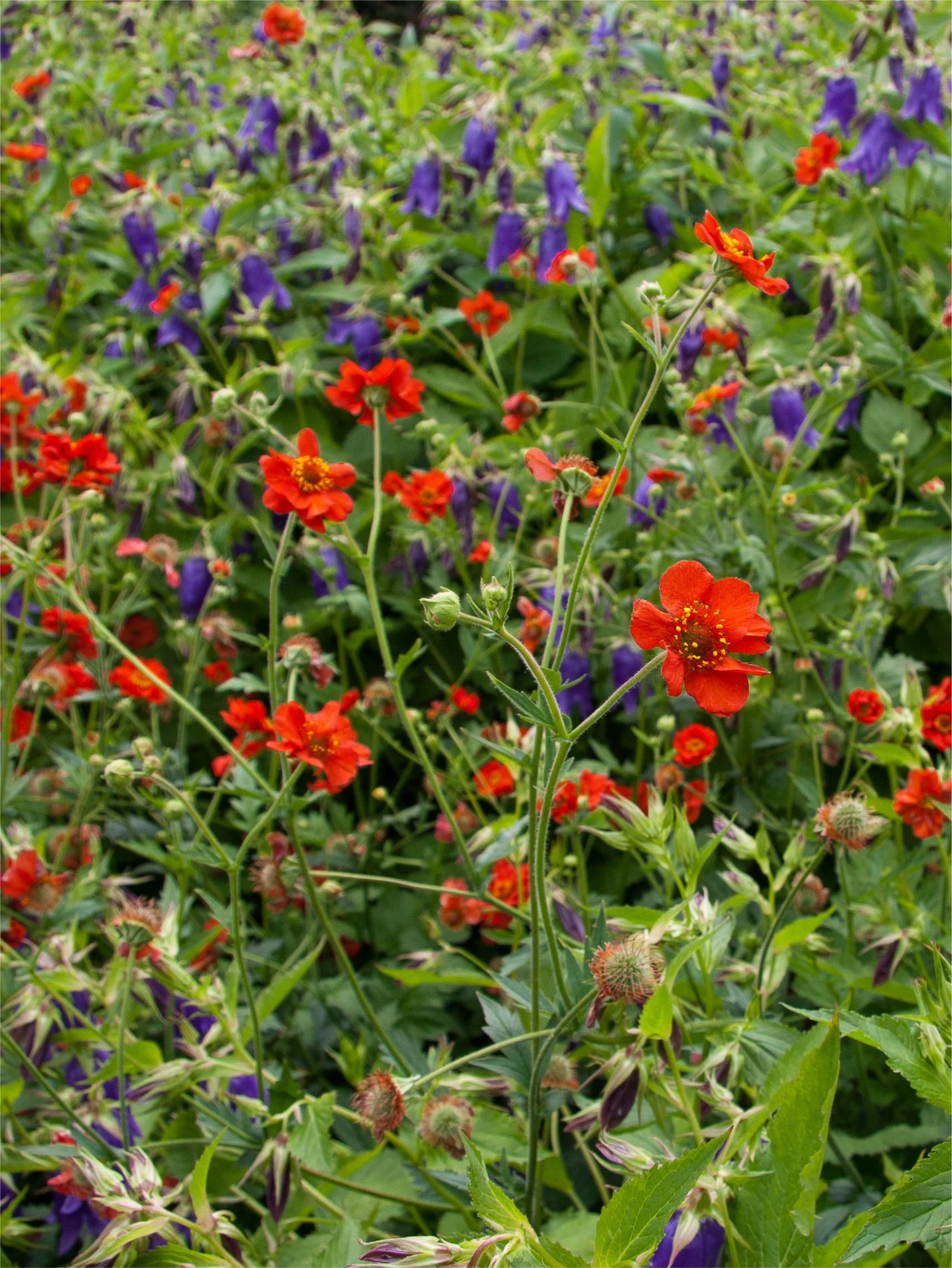 Geum chiloense mrs. bradshaw | Green Garden Flower bulbs