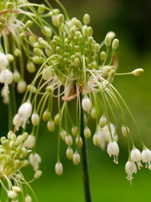 Carinatum pulchellum album