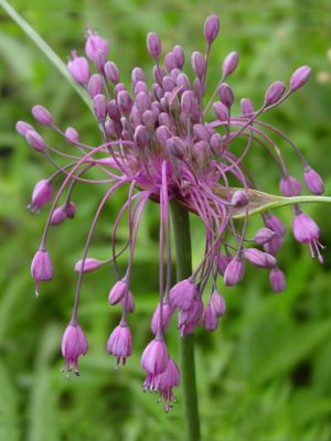 Carinatum pulchellum