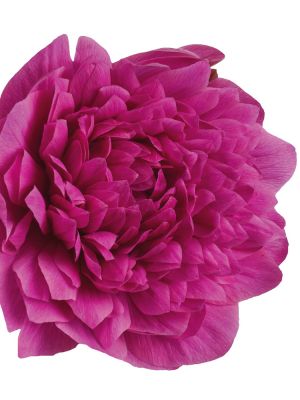 Levante fucsia double