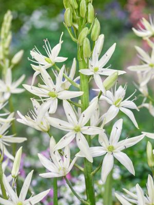 Camassia leichtlinii alba