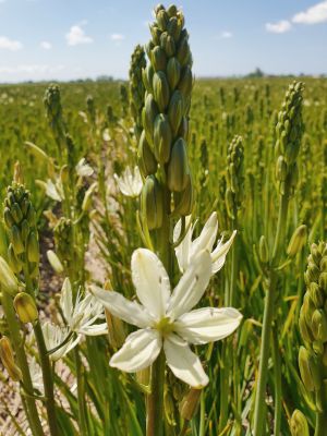 Camassia silk river leichtlinii