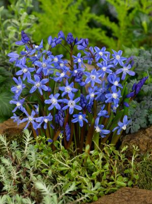 Chionodoxa sardensis