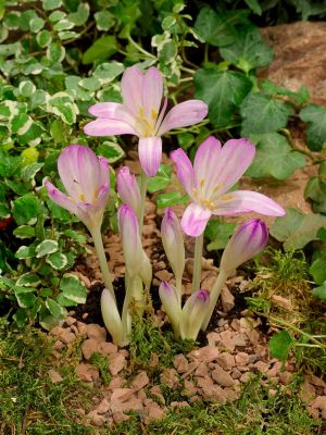 Colchicum byzantinum