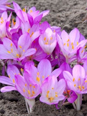 Colchicum cilicicum purpureum