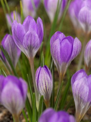 Barr's purple tommasianus