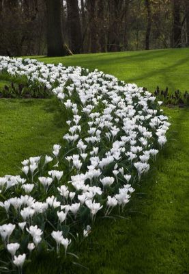 Jeanne d'arc large flowering