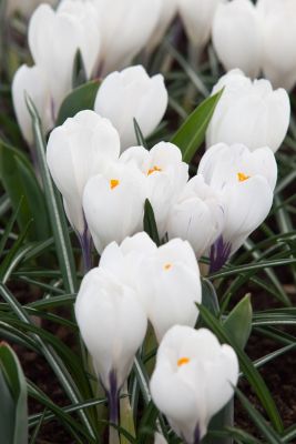 Jeanne d'arc large flowering