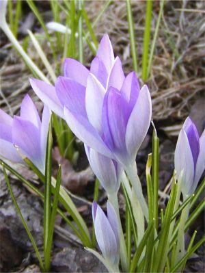 Lilac beauty tommasianus