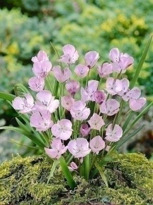 Calochortus cupido