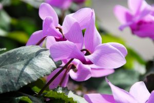 Cyclamen cilicium