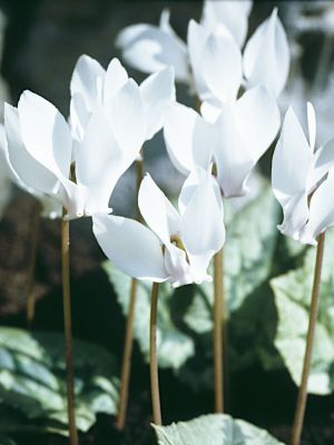 Cyclamen hederifolium album (dutch grown)