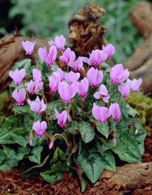 Cyclamen hederifolium