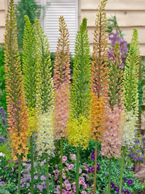 Eremurus ruiter hybrid mixed