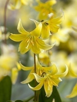 Erythronium pagoda