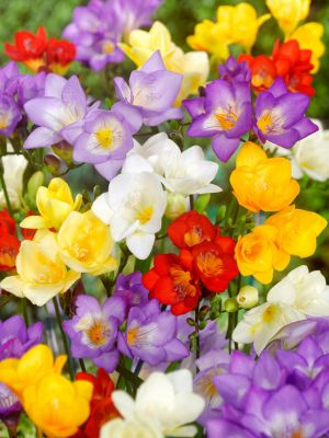 Freesia single mixed