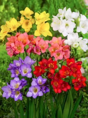 Freesia single mixed