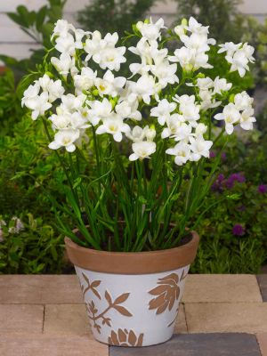 Freesia white single