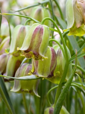 Fritillaria acmopetala