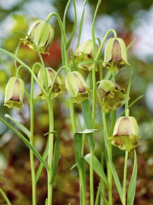 Fritillaria acmopetala