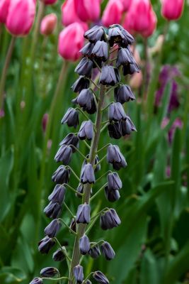 Fritillaria persica adiyaman