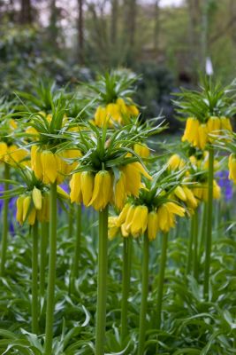 Fritillaria lutea imperialis