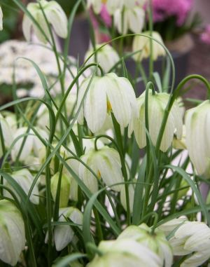 Fritillaria meleagris alba