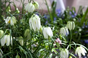 Fritillaria meleagris alba