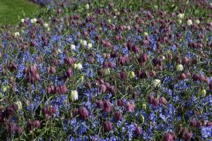 Fritillaria meleagris mix