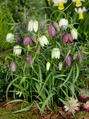 Fritillaria meleagris mix