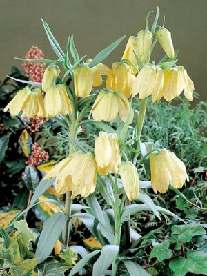 Fritillaria pallidiflora