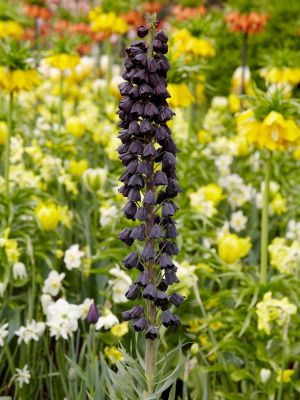 Fritillaria persica adiyaman