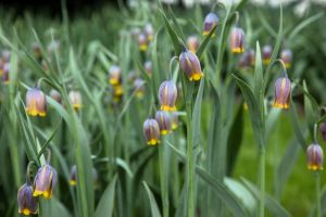 Fritillaria uva vulpis