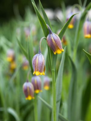 Fritillaria uva vulpis