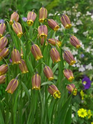 Fritillaria uva vulpis