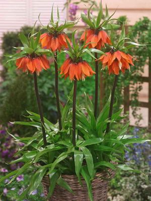 Fritillaria william rex