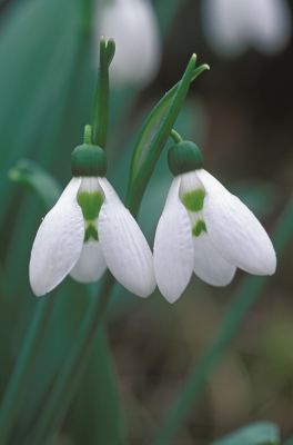 Galanthus elwesii