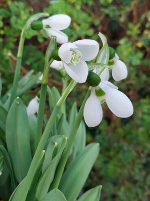 Galanthus polar bear elwesii