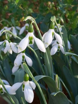 Galanthus snow fox elwesii